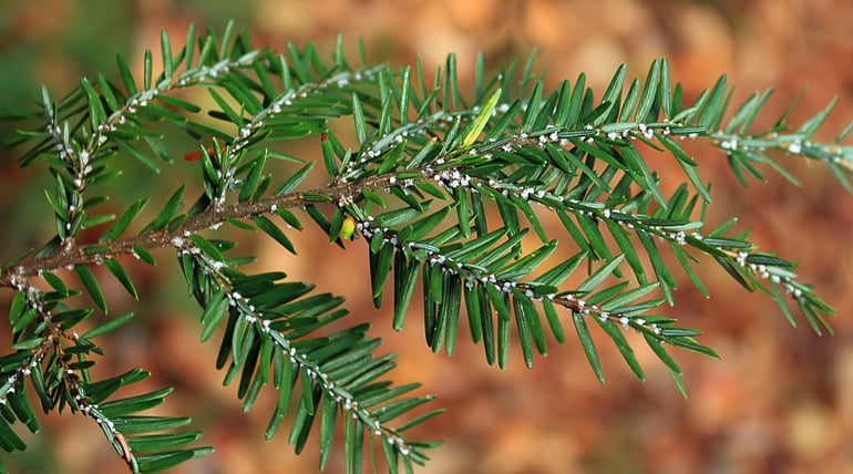 Winter tree insects and mites - Hemlock Woolly Adelgid