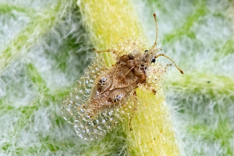 Winter tree insects and mites damage - Lace Bug