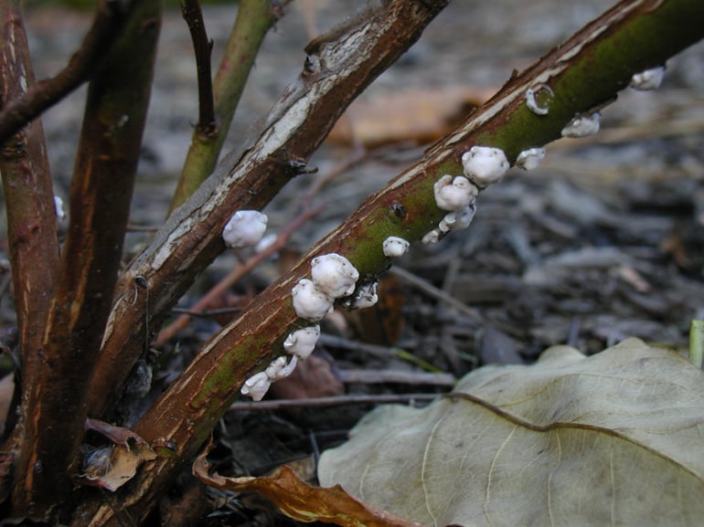 Winter tree insects and mites - Scale Insects