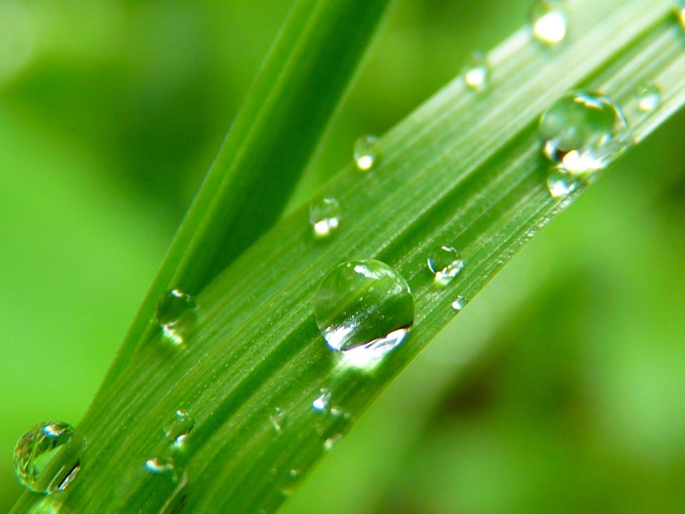 Why rainy weather is good for gardens and bad for lawns – Houston